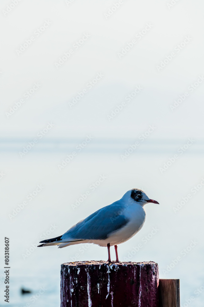 Obraz premium Möwe an einem See