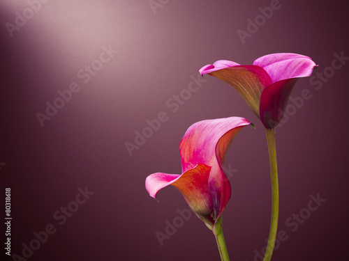 Canvas Print fresh beautiful calla lilys