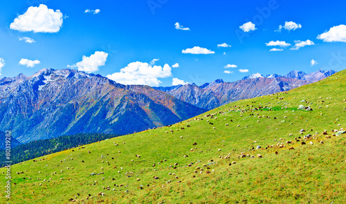 large flock of sheep grazing in a meadow in the mountains