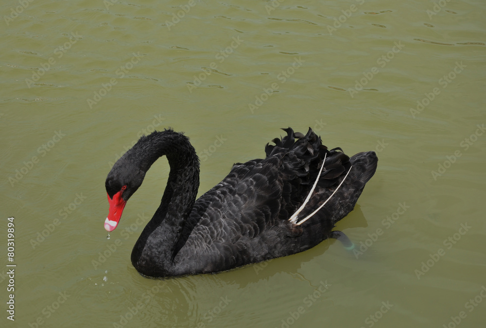 Naklejka premium Black Swan