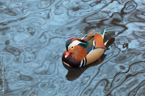 Wallpaper Mural Mandarin duck floats in a pond in winter day Torontodigital.ca