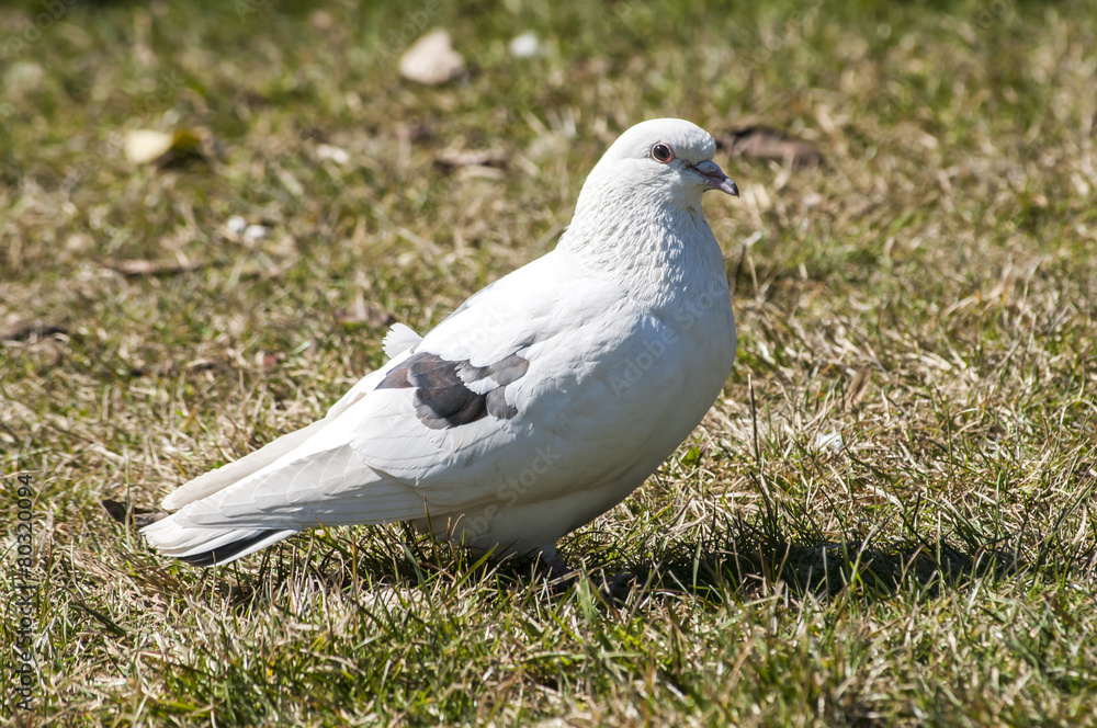 White rock feral pigeon doves resting on winter park meadow White rock feral pigeon doves resting on winter park meadow