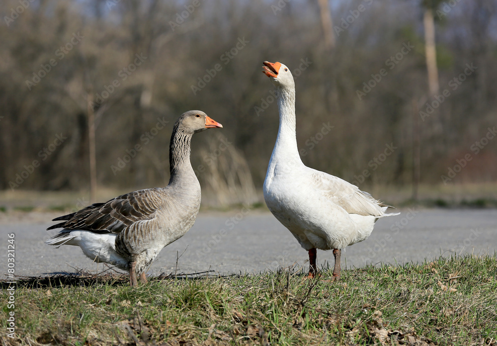 pair of gooses