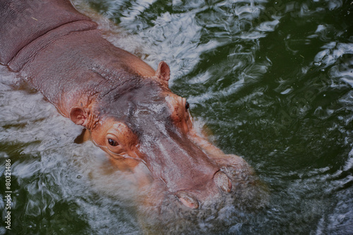 hippo