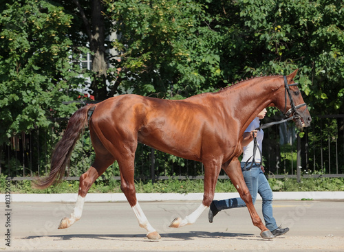 Woman trains horse trotting