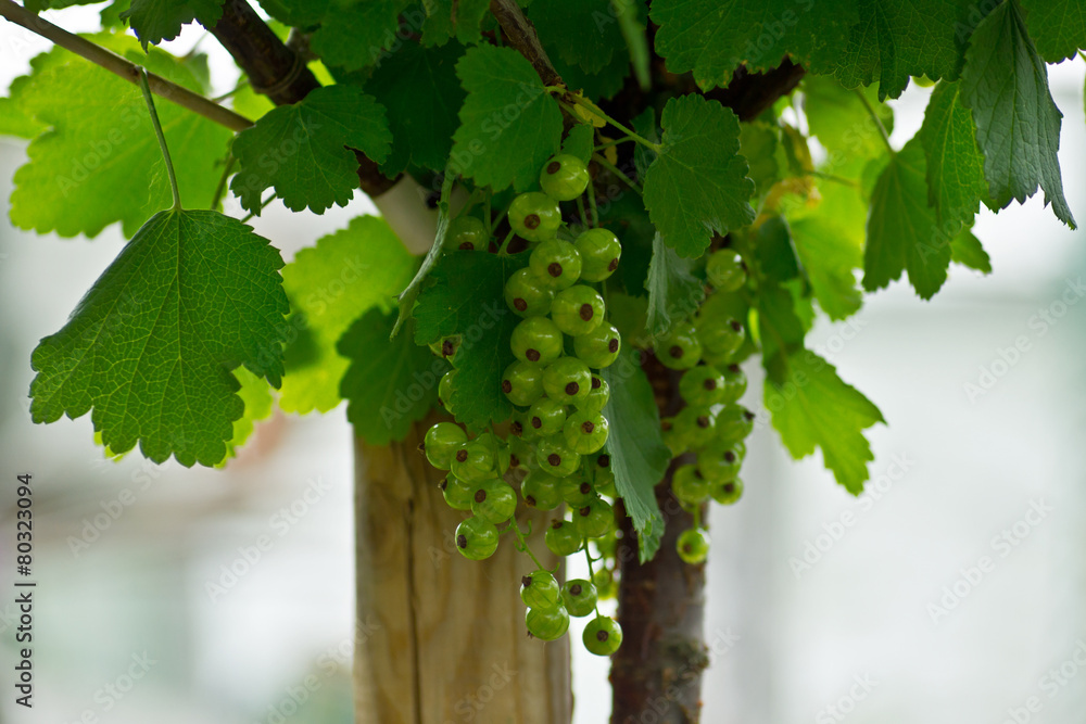 Fototapeta premium Johannisbeeren am Strauch