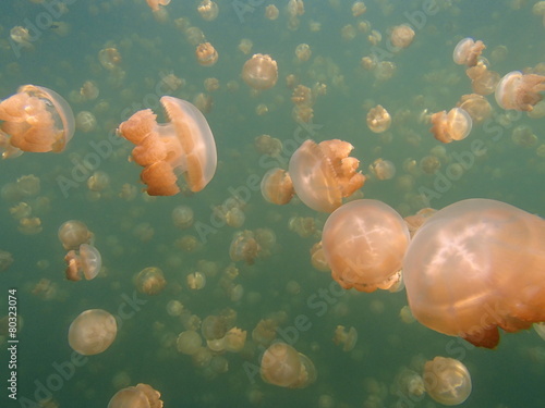 jellyfish lake © so51hk
