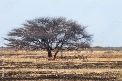 Herd of Springbok antelopes  Kalahari desert  Botswana.