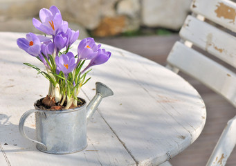 Wandcirkels Krokussen Krokus in pot op terras  © coco