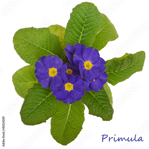 flower primrose violets isolated on white