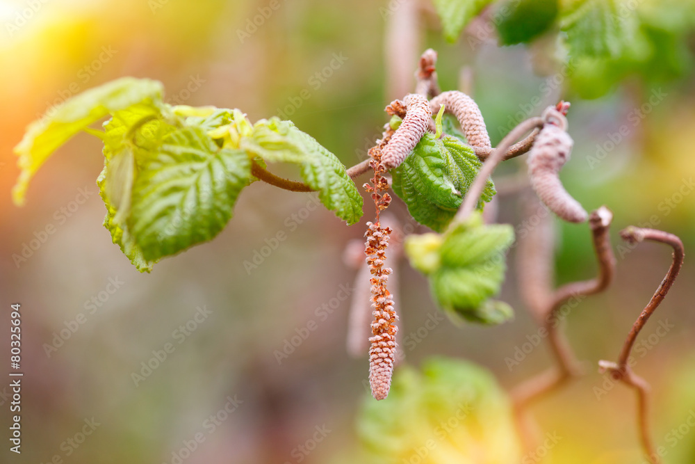 hazel hazel