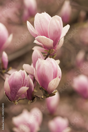 magnolia blooming on tree © spetenfia