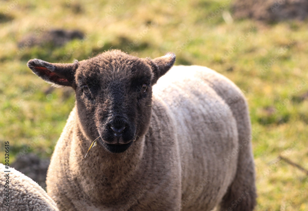 Fototapeta premium Osterlamm