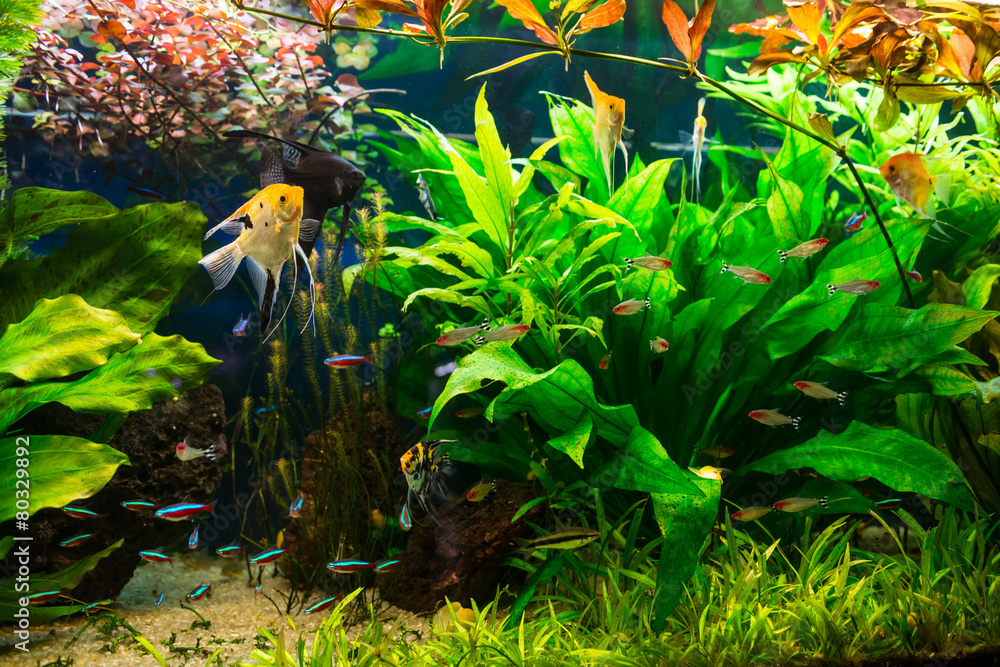 Fototapeta premium Aquarium full of plants and fishes