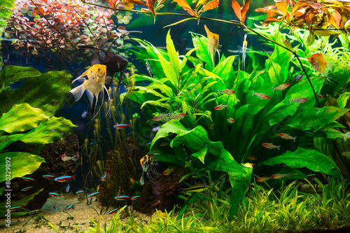Aquarium full of plants and fishes