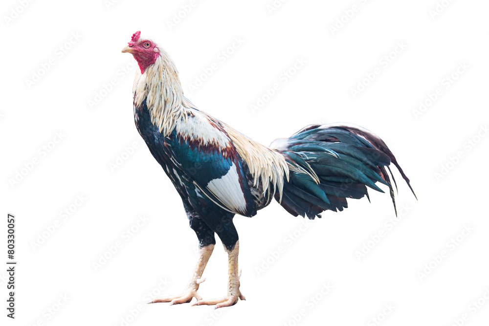 Ταπετσαρία Gamecock or Cockfight isolated on white background