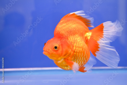 Goldfish in the aquarium.