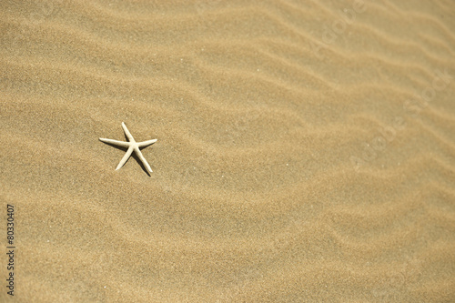 one starfish in the sand