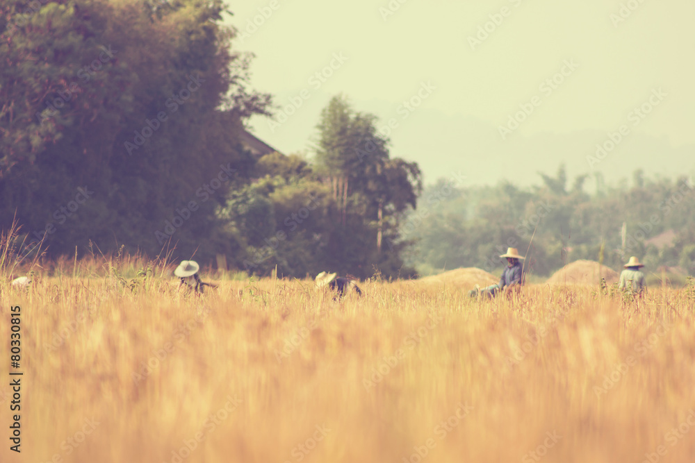 Naklejka premium Thai farmer harvesting rice - vintage effect style pictures