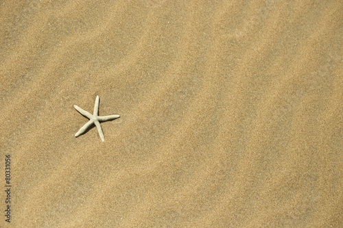 one starfish in the sand