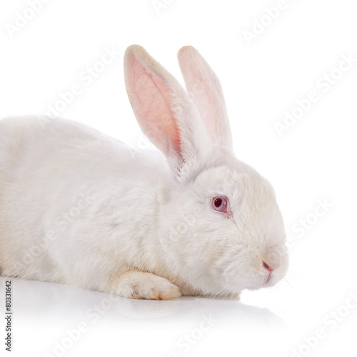 Portrait of a white timid rabbit with red eyes.