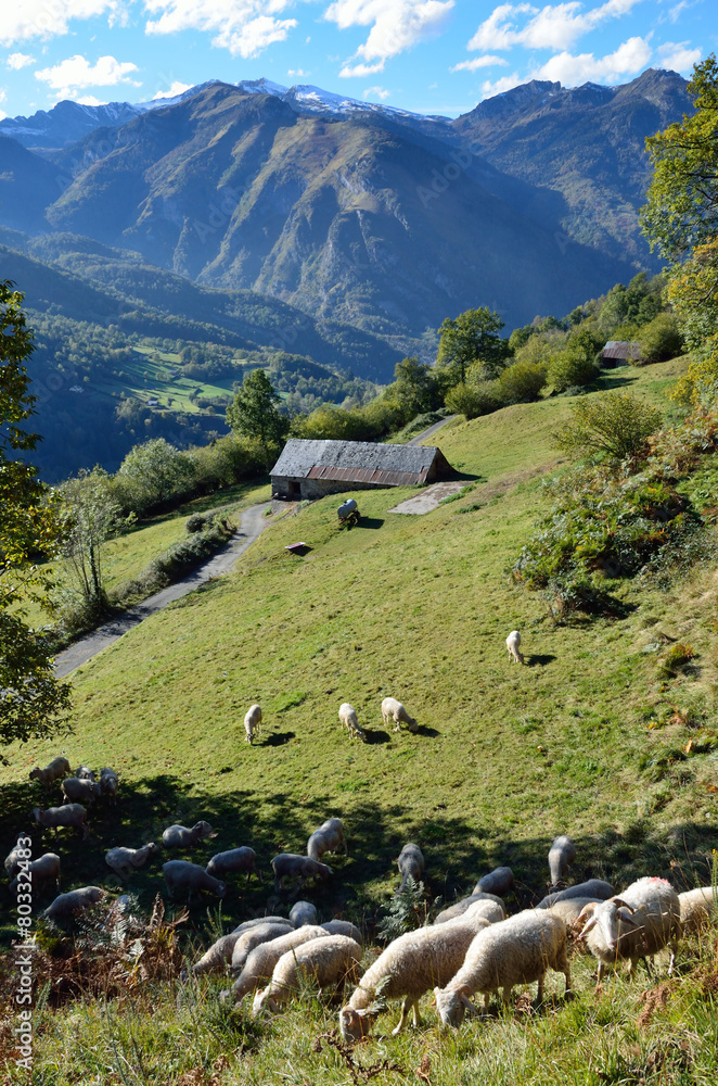 Flock of sheep in the autumn Pyrenees