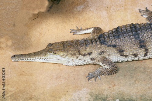Detail view of a crocodile on the water tepid gestures