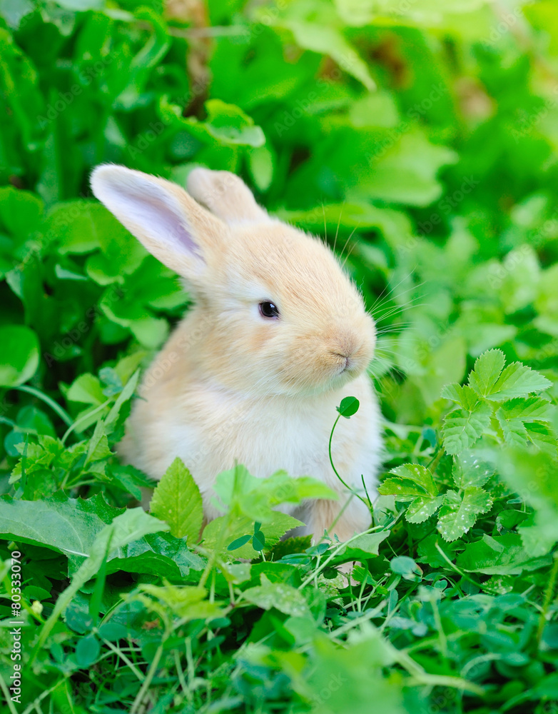 Fototapeta premium Little rabbit on green grass