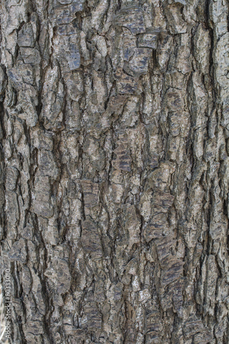 Alder tree bark