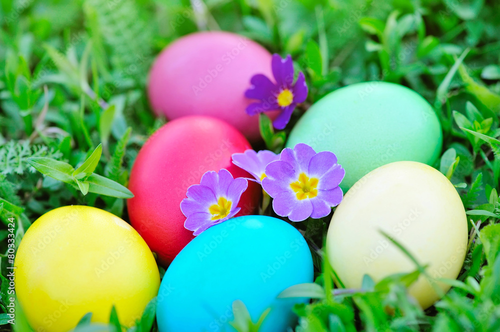 Colored easter eggs with flowers primrose on green grass Colored easter eggs with flowers primrose on green grass
