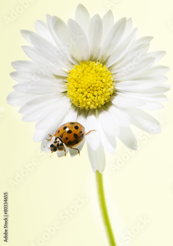 daisy with ladybug