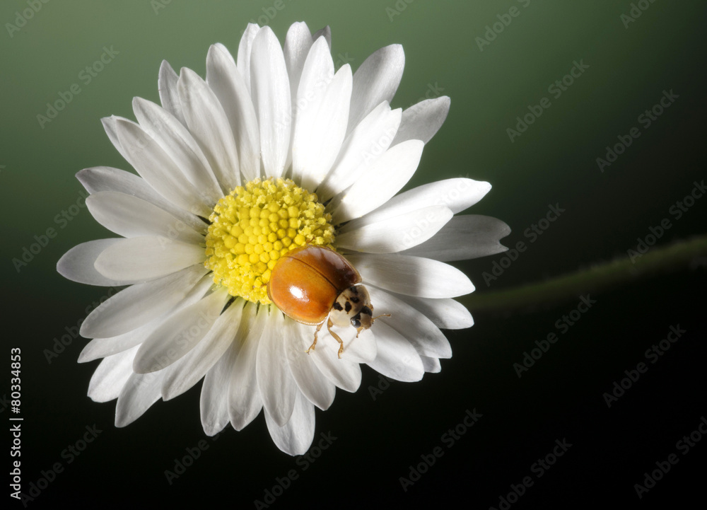 Fototapeta premium daisy with ladybug