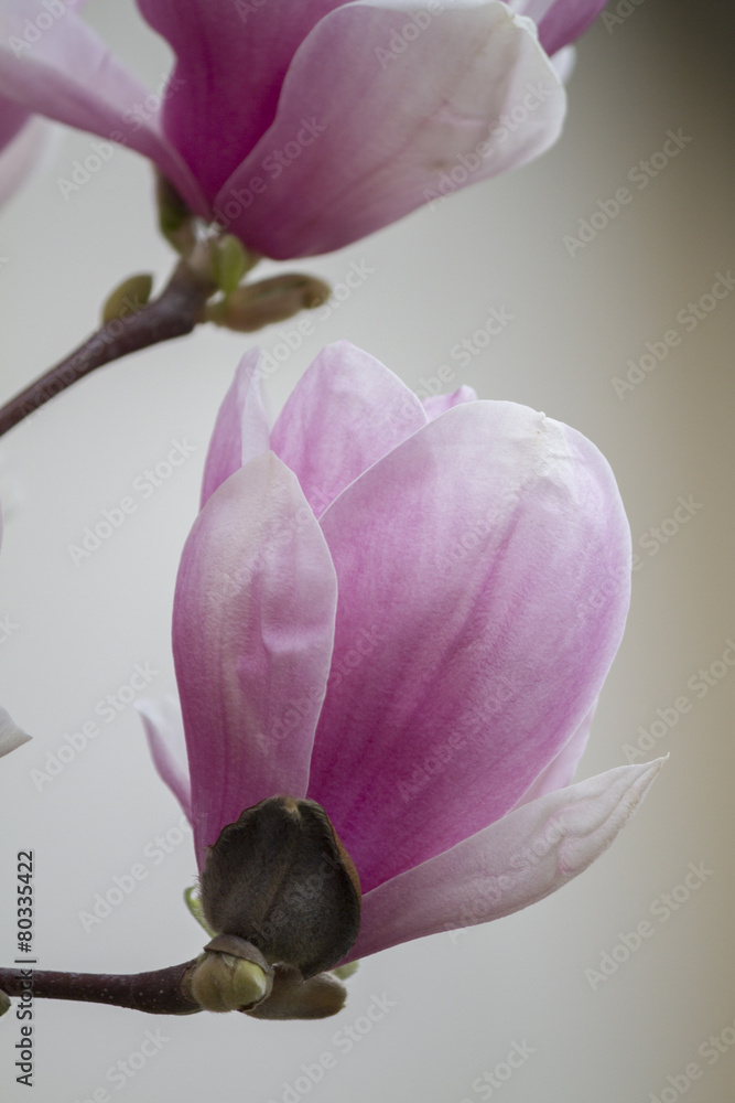 Fototapeta premium magnolia blooming on tree