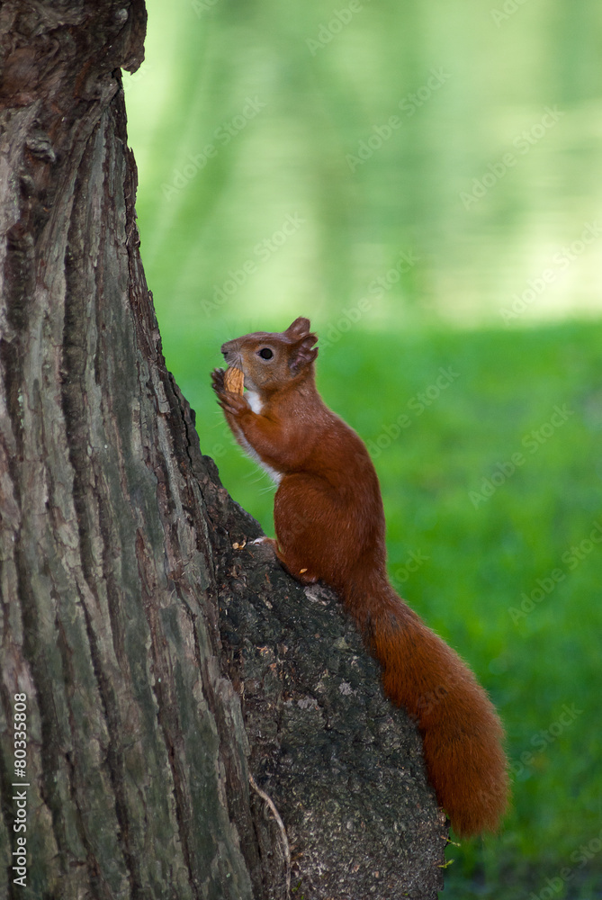 red squirrel red squirrel