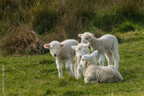 flock of newborn lambs