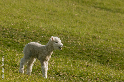 Canvas Print bleating newborn lamb