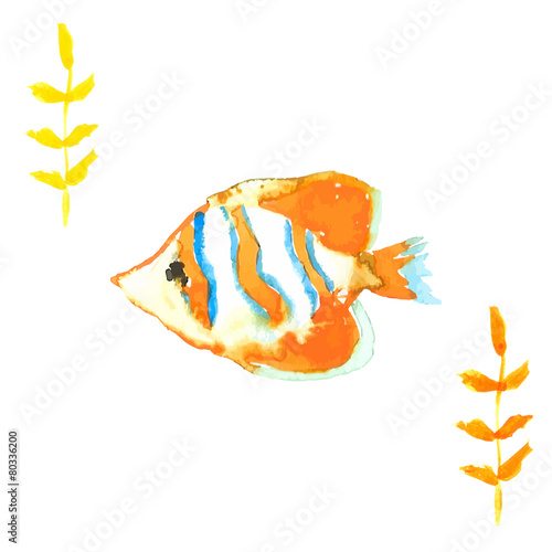 Clownfish