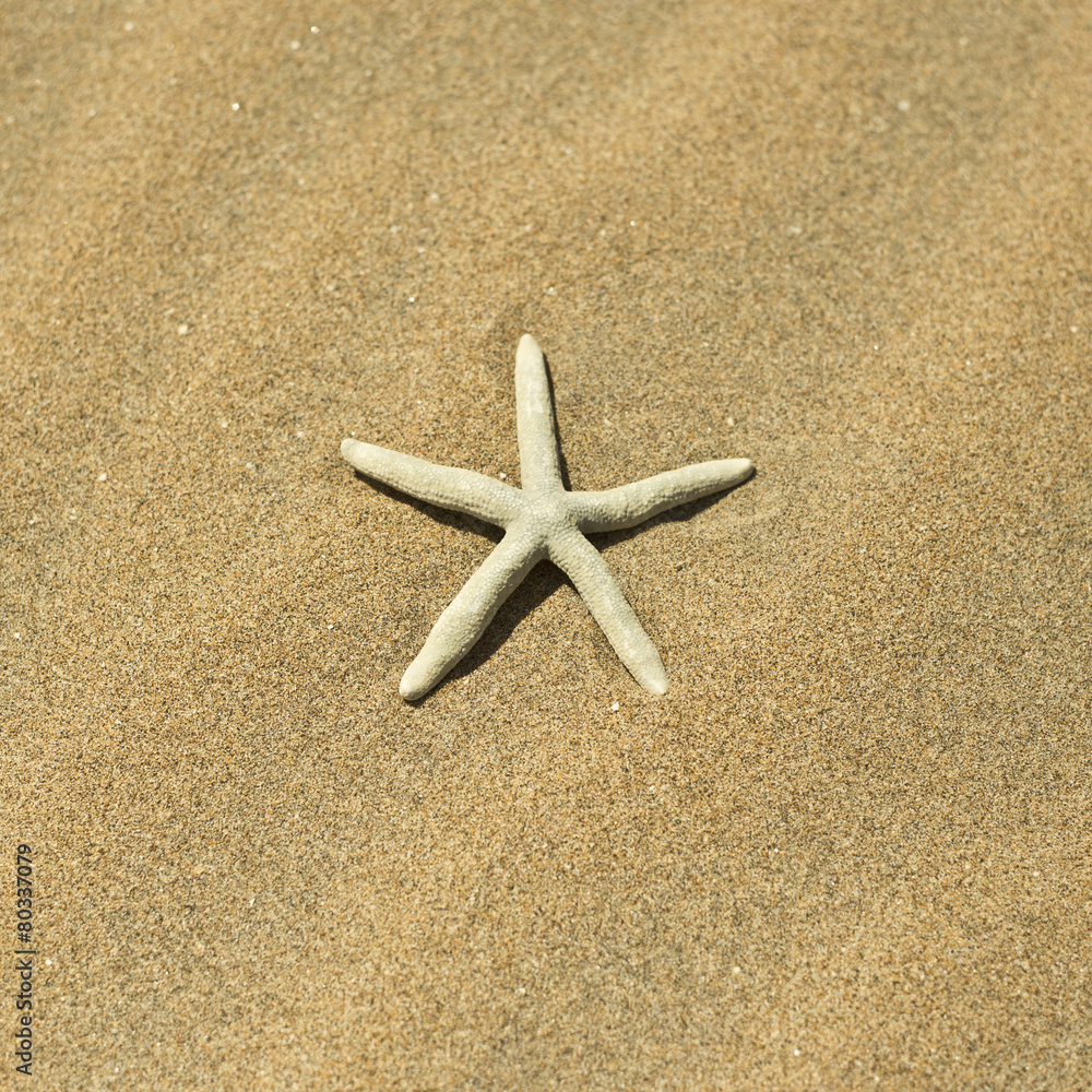 one starfish in the sand one starfish in the sand