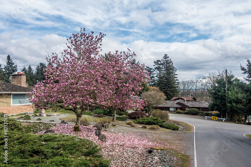 Fototapeta Naklejka Na Ścianę i Meble -  Tulip Tree In Burien, Washington