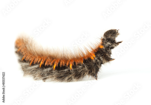 Shaggy vermin caterpillar photo