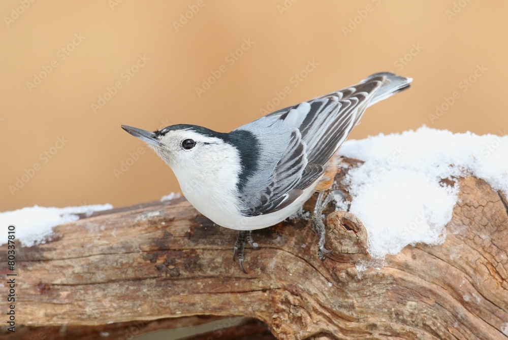 Naklejka premium White-breasted Nuthatch (sitta carolinensis) in snow