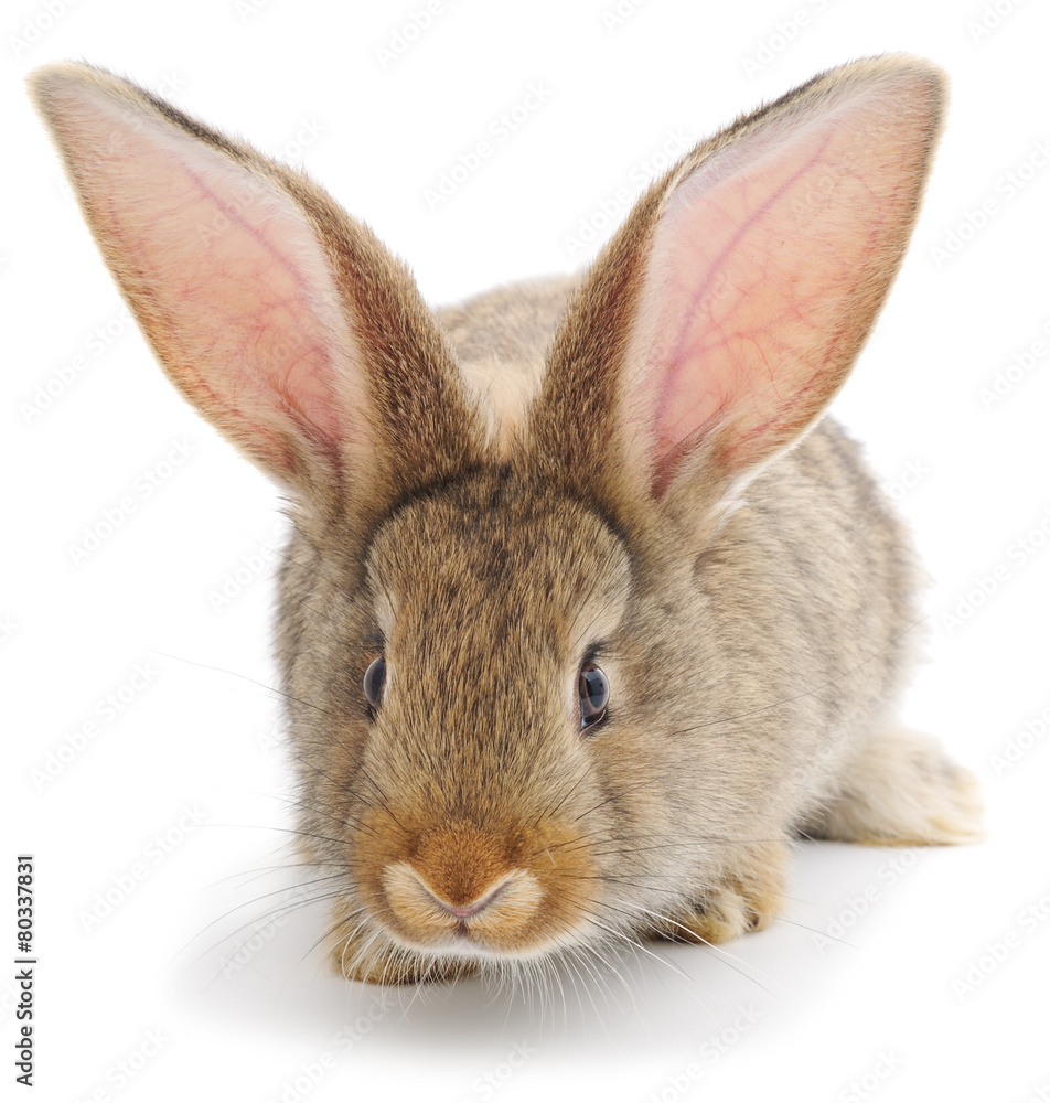 Fototapeta premium Rabbit