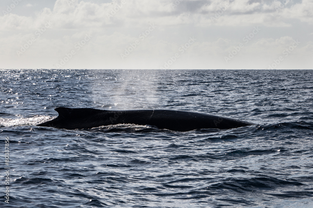 Fototapeta premium Humpback at Surface of Atlantic