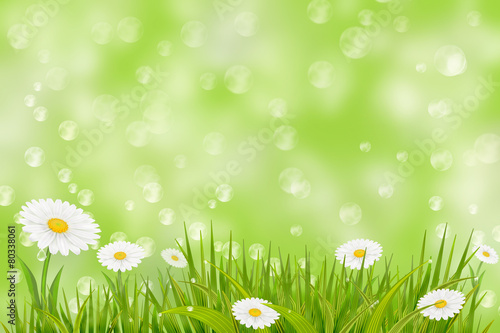 Spring background with grass and daisies