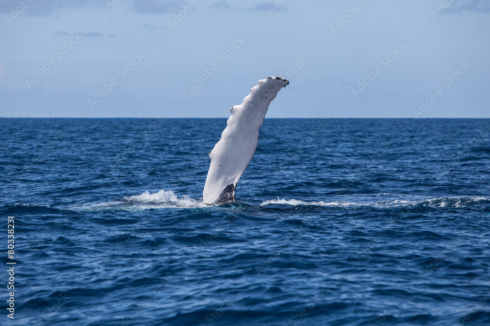 Fototapeta premium Humpback Pectoral Fin