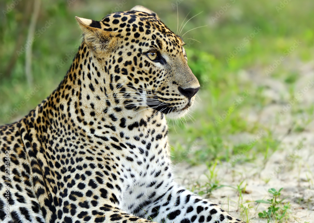 Leopard Leopard