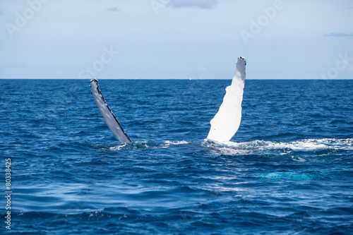 Humpback Whale Pectoral Fins