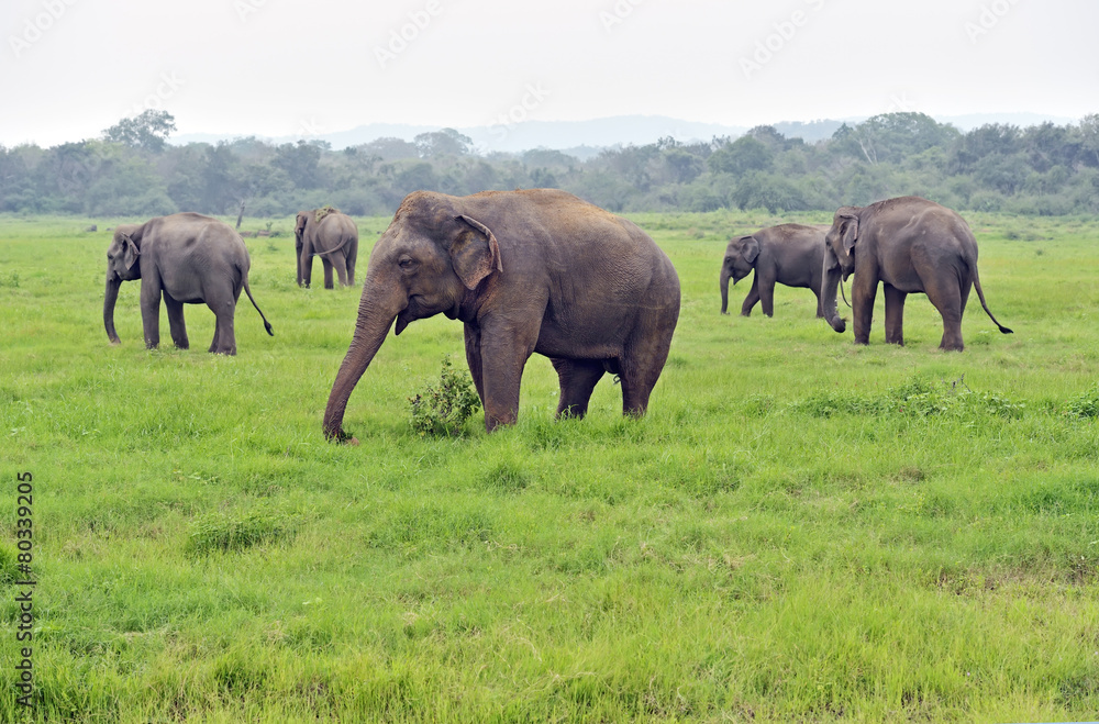 Elephant Elephant