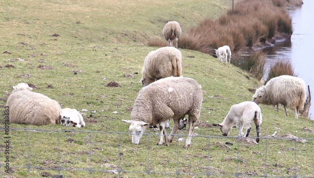 spring, herd of white sheep on dike, water