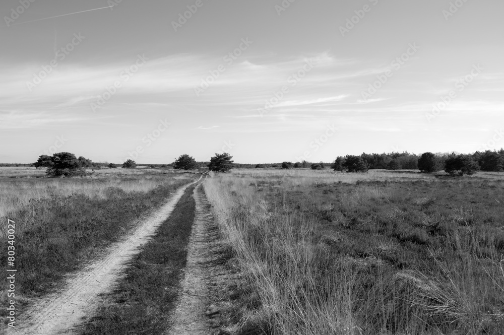 Lonely path in moorland